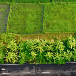 Ada Dua Sertifikat Di Atas Tanah Yang Sama, Mana Yang Lebih Kuat ?